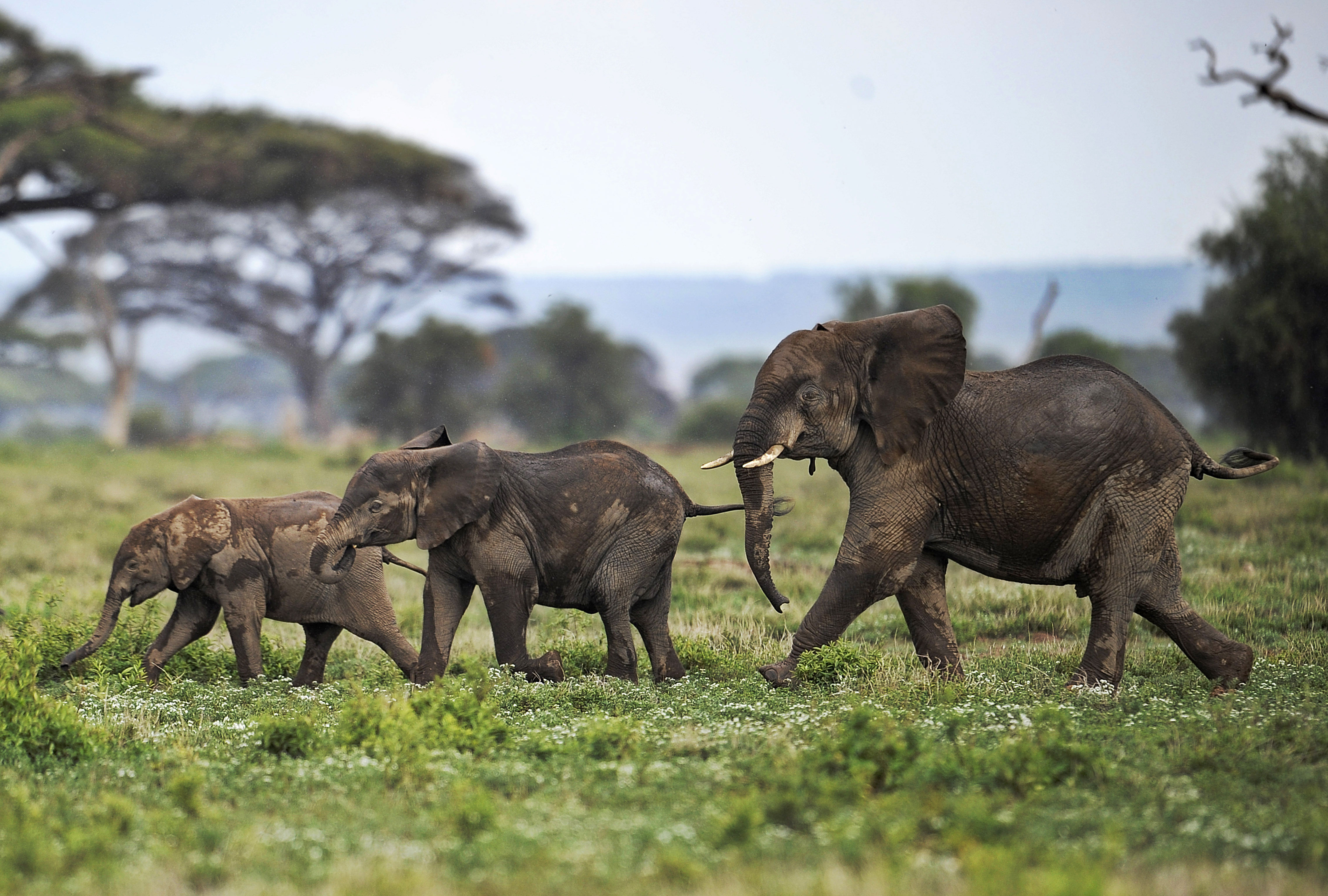 Kenya has a sizable elephant population that, thanks to efforts to stem illegal poaching, is back on the rise.