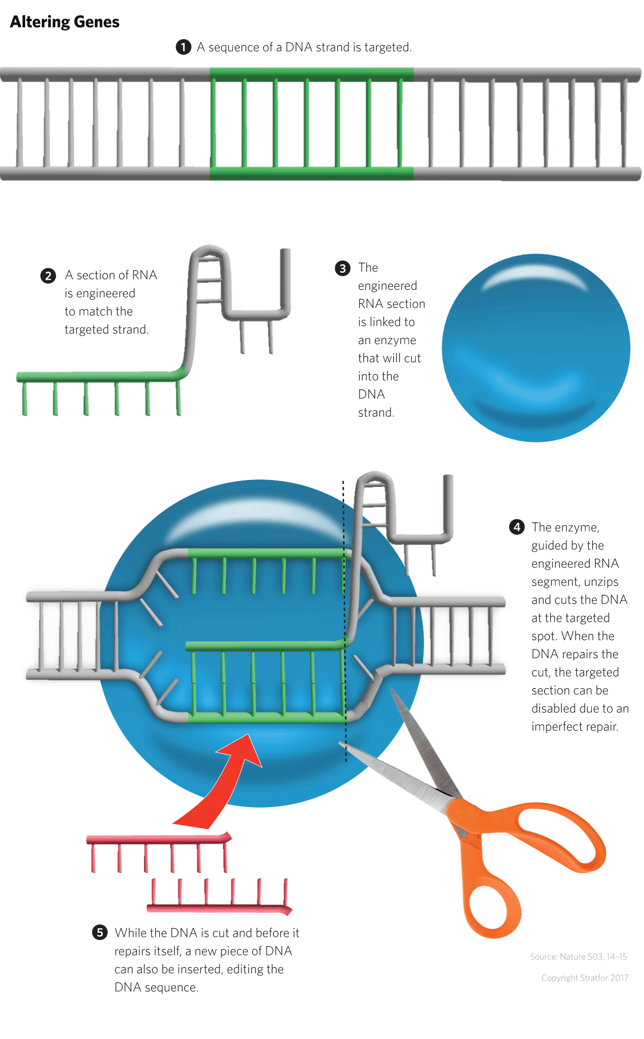 A gene-editing technique known as CRISPR-Cas9, like its predecessors, uses an enzyme to cut at a specific location. Once the targeted section of DNA is cut, the existing DNA sequence can be changed or a new gene inserted.