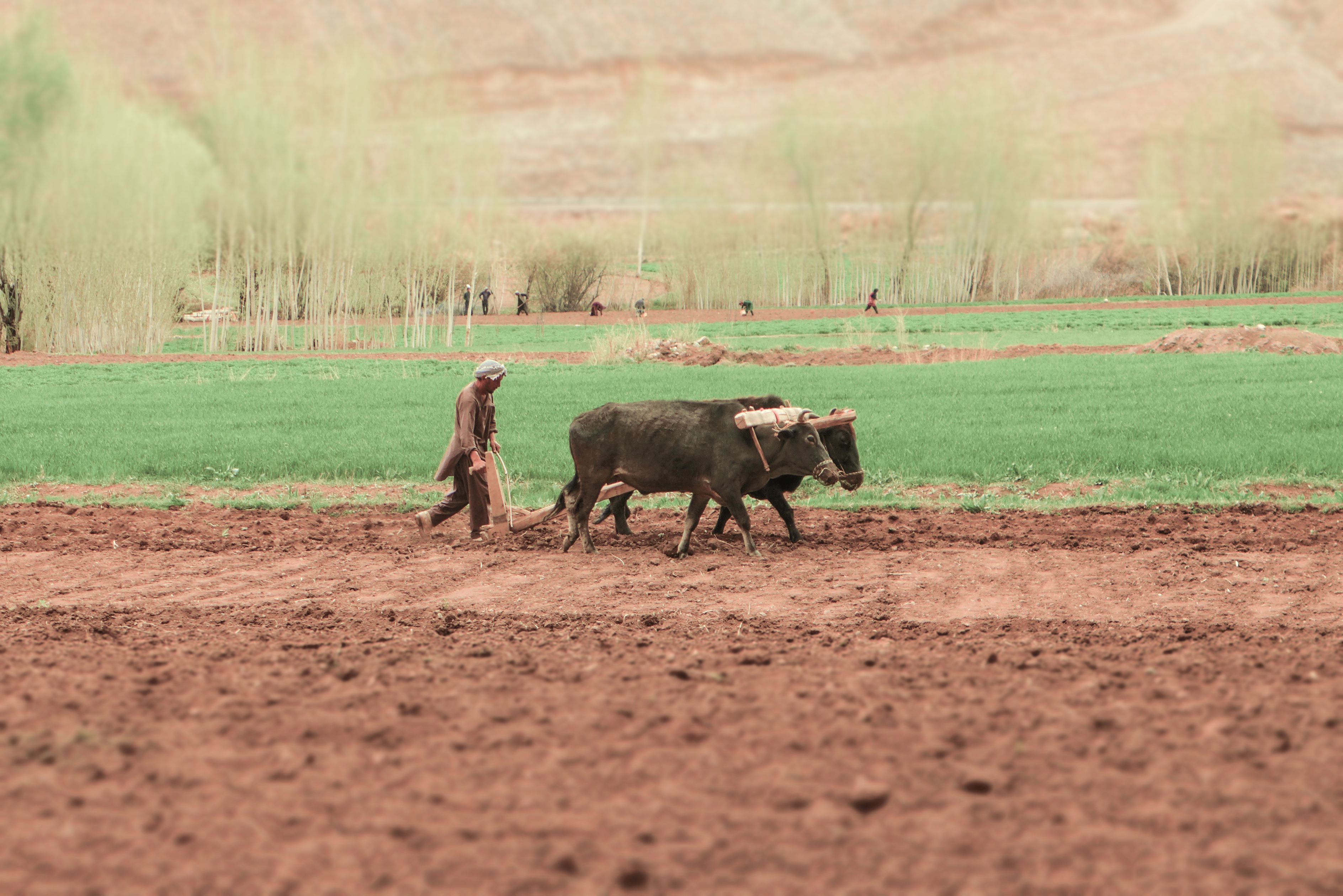 A man tends his fields using technology typical for many outlying Afghan provinces.