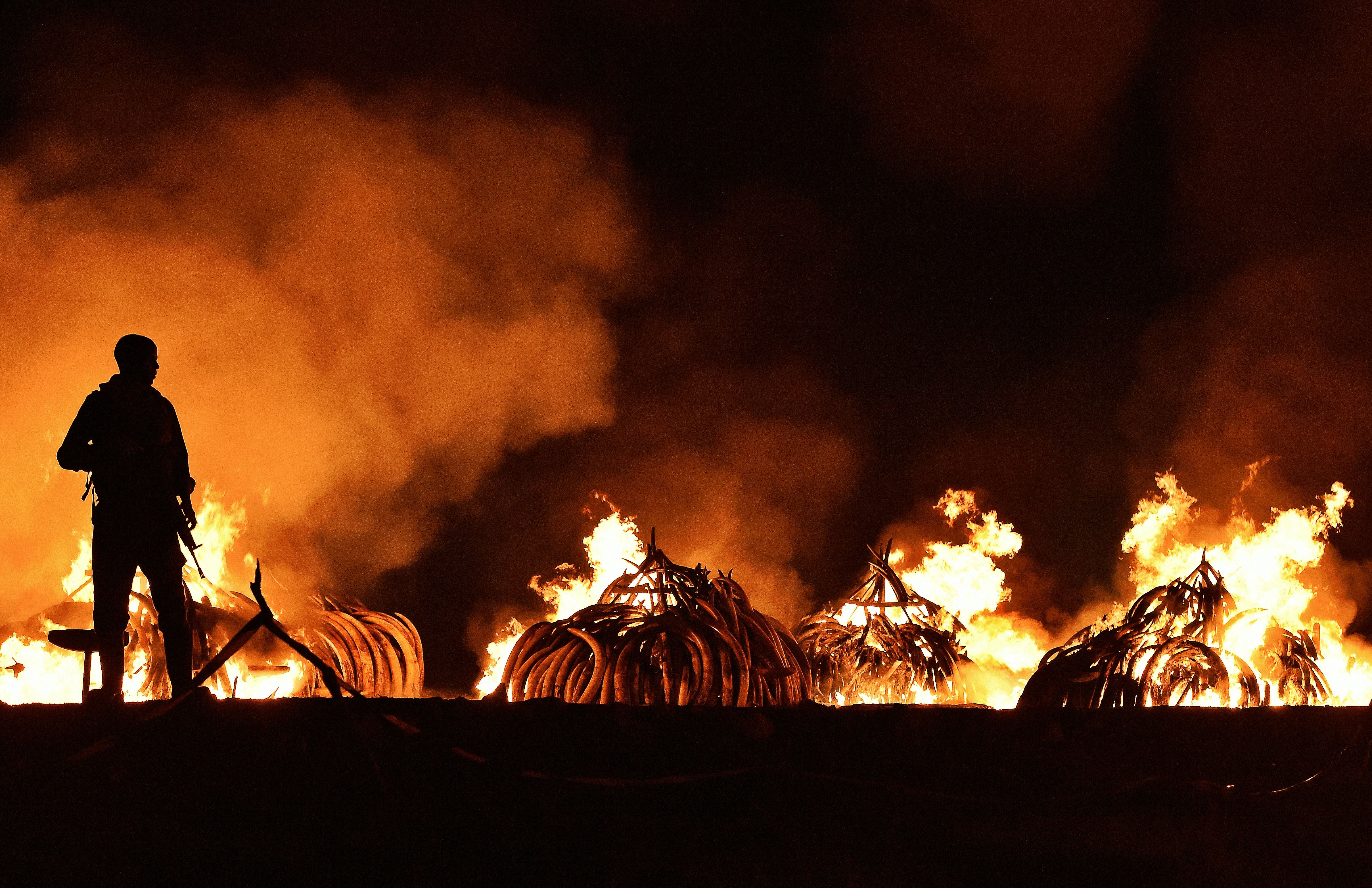A Kenya Wildlife Services (KWS) ranger stands guard in front of illegal stockpiles of burning elephant tusks at the Nairobi National Park in April, 2016.